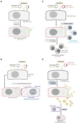 The Characteristics of the HIV-1 Env Glycoprotein Are Linked With Viral Pathogenesis